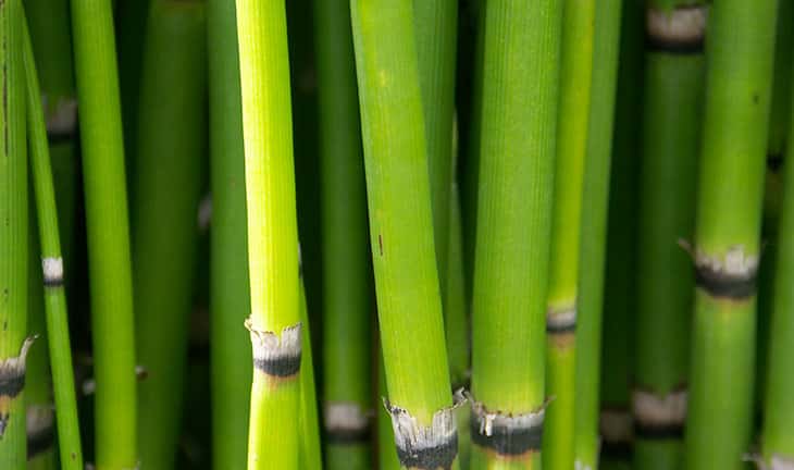 Bambou silice, Silicium organique et naturel pour votre bien-être articulaire